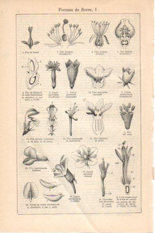 LAMINA V45884: Formas de flores I