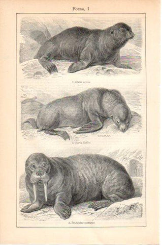 LAMINA V45893: Focas I