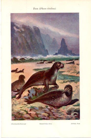 LAMINA V45894: Foca 