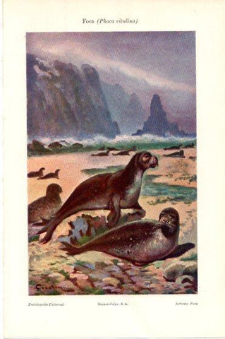 LAMINA V45894: Foca 