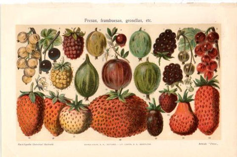 LAMINA V45994: Fresas, frambuesas y grosellas