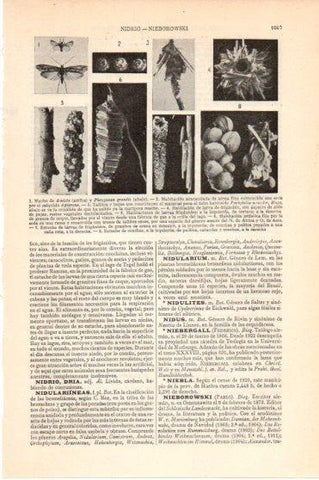 LAMINA V46105: Habitaciones de larvas