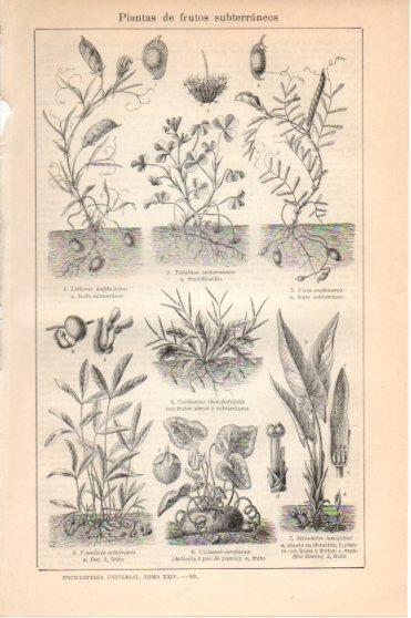 LAMINA V46026: Plantas de frutos subterraneos