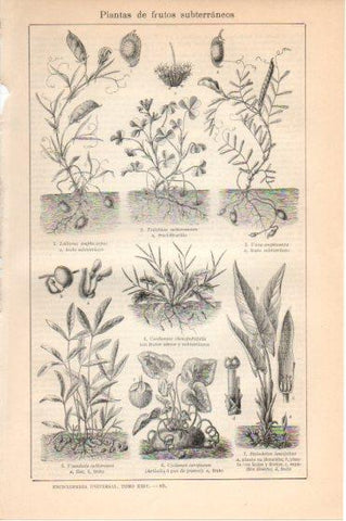 LAMINA V46026: Plantas de frutos subterraneos