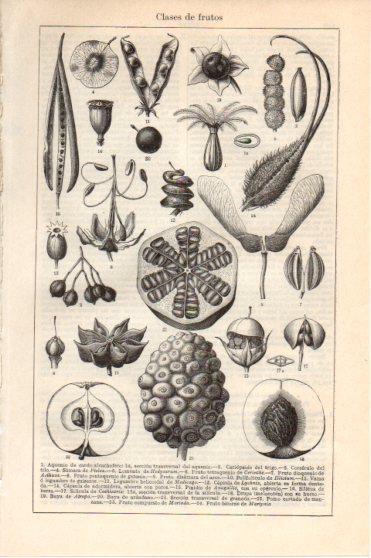 LAMINA V46027: Clases de frutos