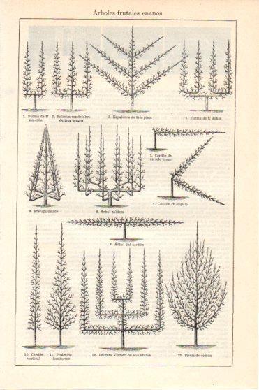 LAMINA V46029: Arboles frutales enanos