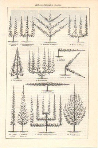 LAMINA V46029: Arboles frutales enanos