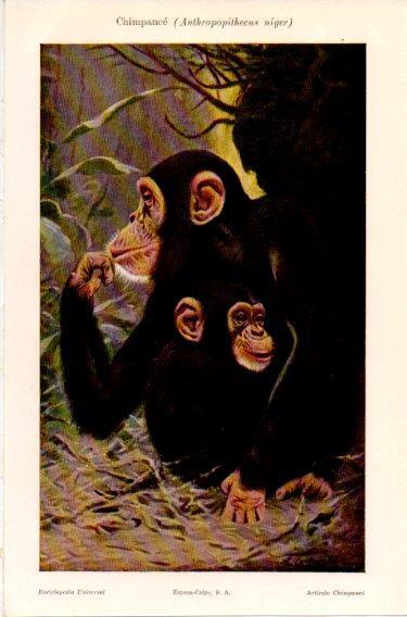 LAMINA V46817: Chimpace