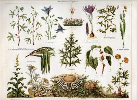 LAMINA V46952: Defensas de las plantas