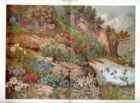 LAMINA V46963: Flora de los Alpes