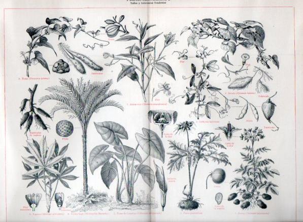 LAMINA V46961: Plantas alimenticias I