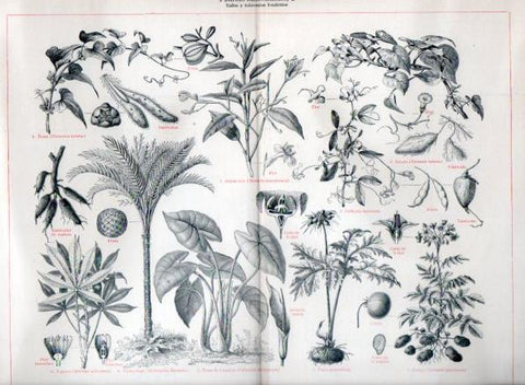 LAMINA V46961: Plantas alimenticias I