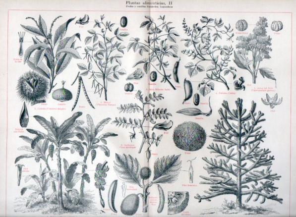 LAMINA V46960: Plantas alimenticias II