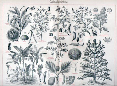 LAMINA V46960: Plantas alimenticias II