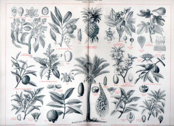 LAMINA V46959: Plantas alimenticias III