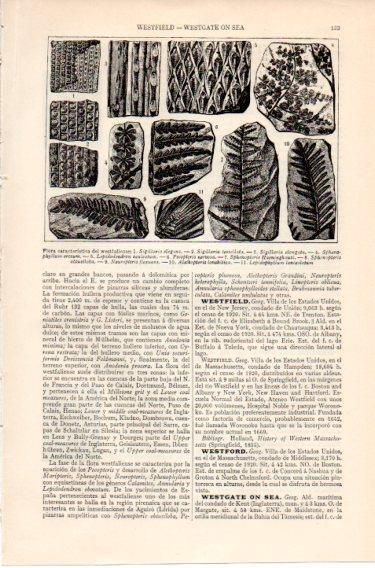 LAMINA V46543: Flora caracteristica del westfaliense