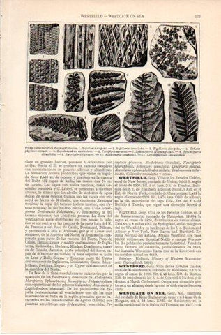 LAMINA V46543: Flora caracteristica del westfaliense