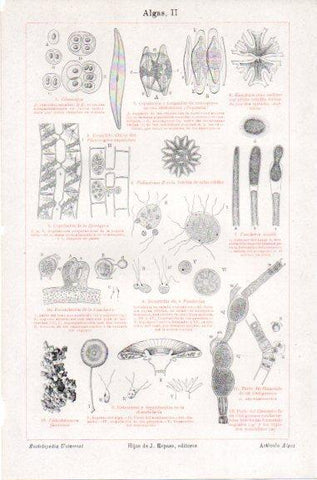 LAMINA V46466: Algas II