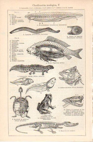 LAMINA V46687: Clasificacion zoologica V