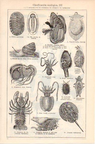 LAMINA V46688: Clasificacion zoologica III