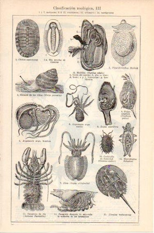 LAMINA V46688: Clasificacion zoologica III