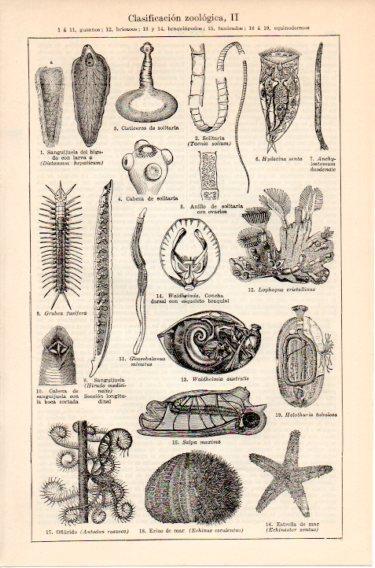 LAMINA V46689: Clasificacion zoologica II