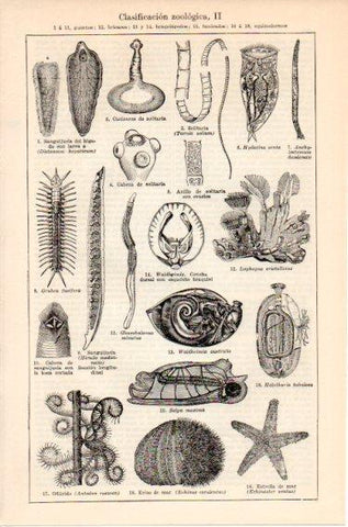 LAMINA V46689: Clasificacion zoologica II
