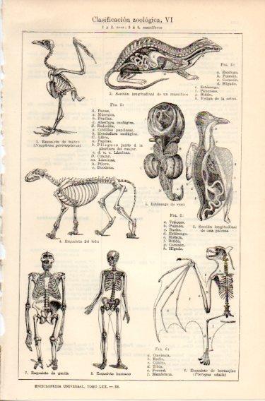 LAMINA V46699: Clasificacion zoologica VI
