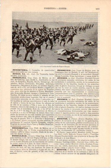 LAMINA V46693: A la bayoneta por Fausto Zonaro