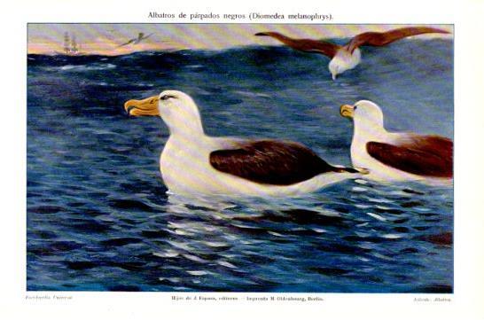 LAMINA V47522: Albatros de parpados negros