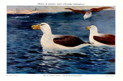 LAMINA V47522: Albatros de parpados negros