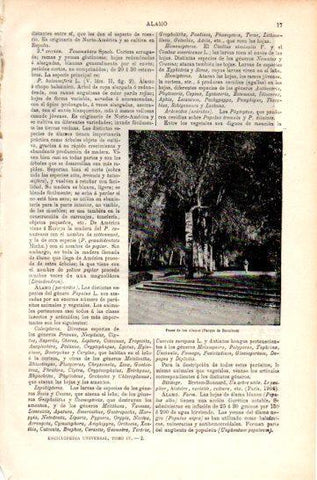 LAMINA V47509: Paseo de los Alamos, Barcelona