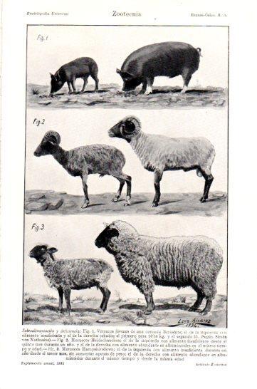 LAMINA V47507: Zootecnia sobrealimentacion y deficiencia