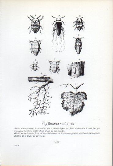 LAMINA V47615: Fases de desenvolupament de la fi·loxera, gravat