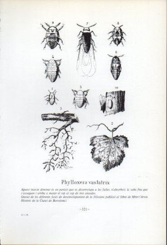 LAMINA V47615: Fases de desenvolupament de la fi·loxera, gravat