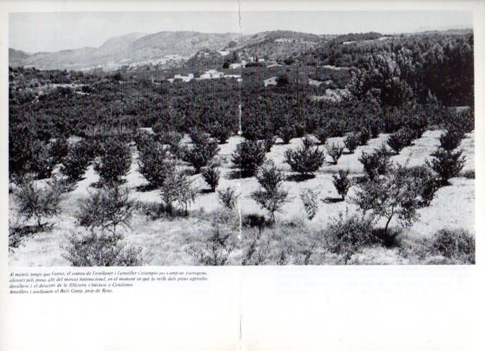 LAMINA V47609: Ametllers i avellaners al Baix Camp