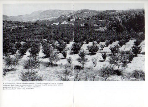 LAMINA V47609: Ametllers i avellaners al Baix Camp