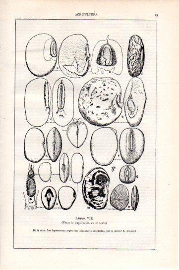 LAMINA V47318: Semillas y frutos de Papilionoideas VIII