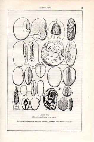 LAMINA V47318: Semillas y frutos de Papilionoideas VIII