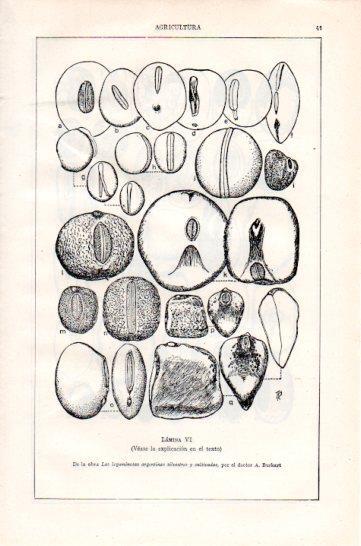 LAMINA V47317: Semillas y frutos de Papilionoideas VI