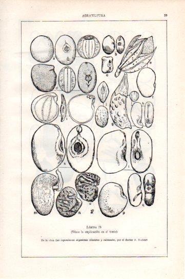 LAMINA V47316: Semillas y frutos de Papilionoideas IV