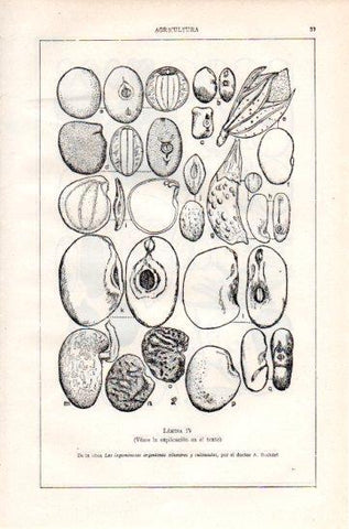 LAMINA V47316: Semillas y frutos de Papilionoideas IV