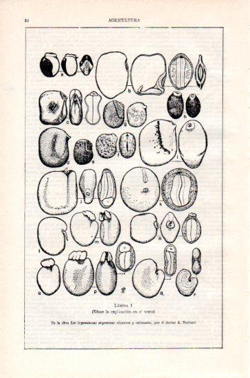 LAMINA V47314: Semillas de Papilionoideas I