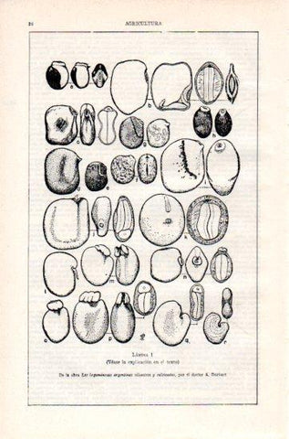 LAMINA V47314: Semillas de Papilionoideas I