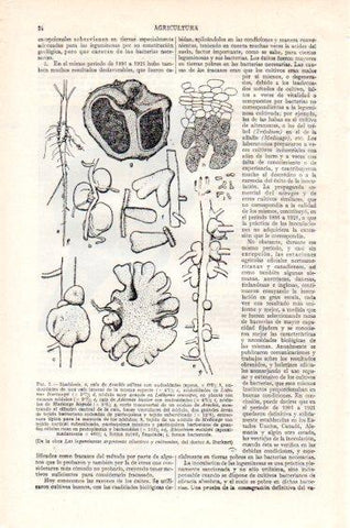 LAMINA V47312: Simbiosis leguminosas argentinas silvestres por A. Burkart