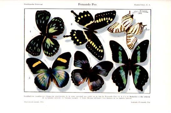 LAMINA V47469: Lepidopteros ropalaceros, Isla de Fernando Poo