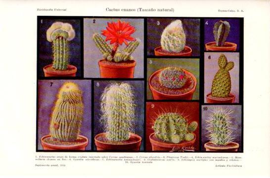 LAMINA V47456: Cactus enanos, tamaño natural