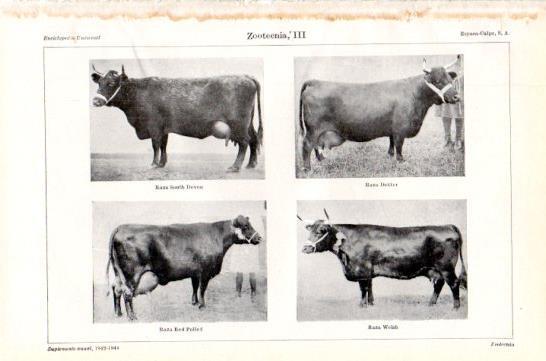 LAMINA V47436: Razas de vacas II
