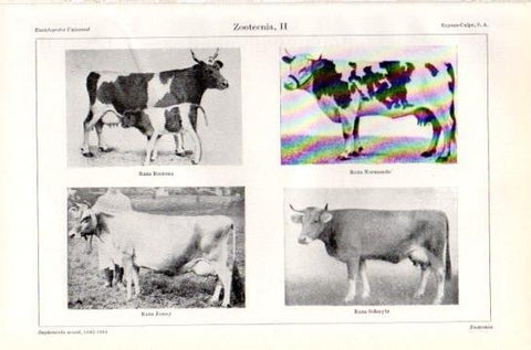 LAMINA V47435: Razas de vacas I