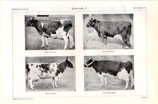 LAMINA V47434: Razas de vacas